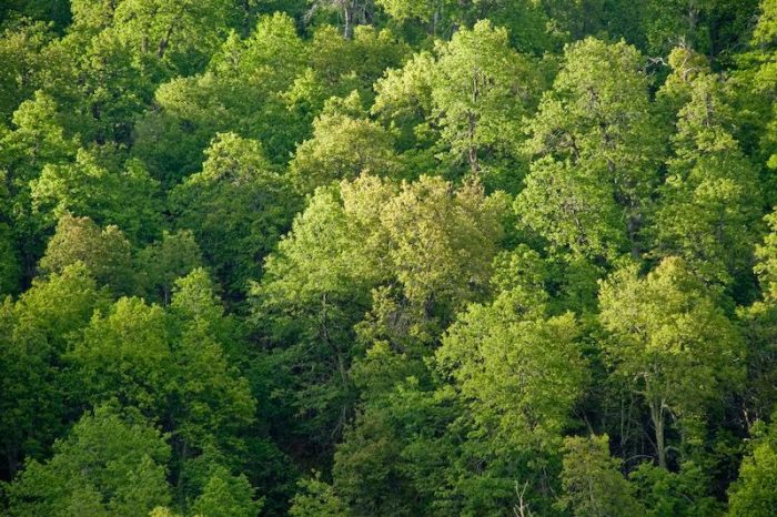 OPINIÓN: El manejo forestal de ecosistemas nativos no es dañino; desestimarlo sí