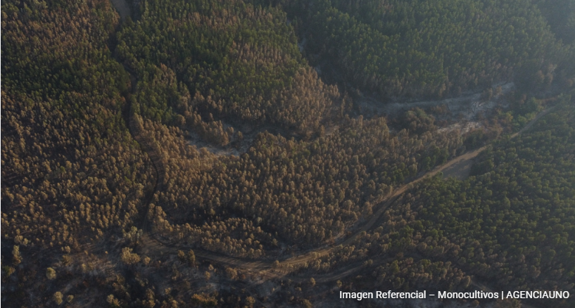 Opinión: Crisis forestal en Chile: Crónica de una muerte anunciadaOpinión:
