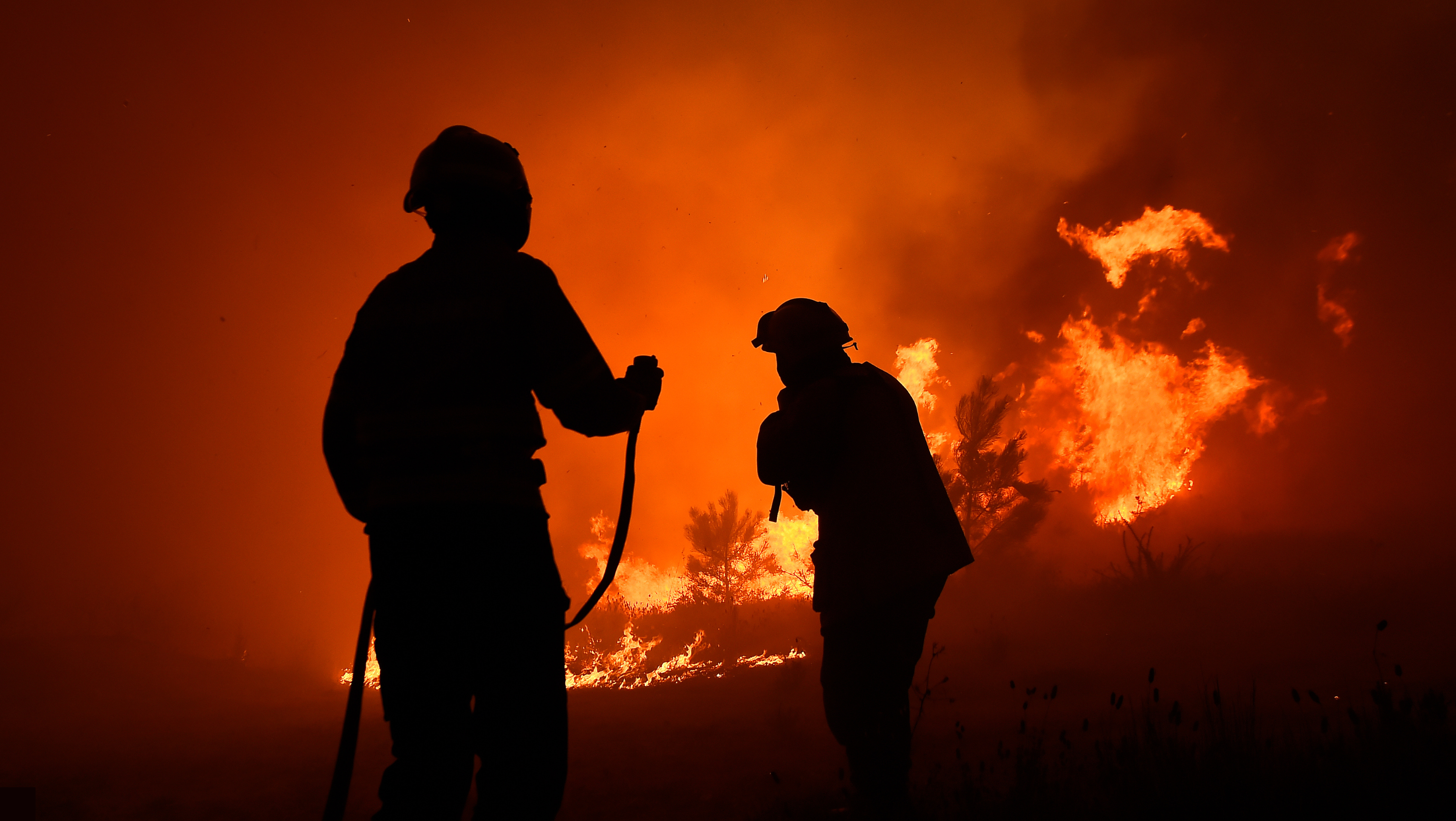 Opinión: El desafío forestal: SERNAFOR debe ser más que solo un cambio de nombre de CONAF