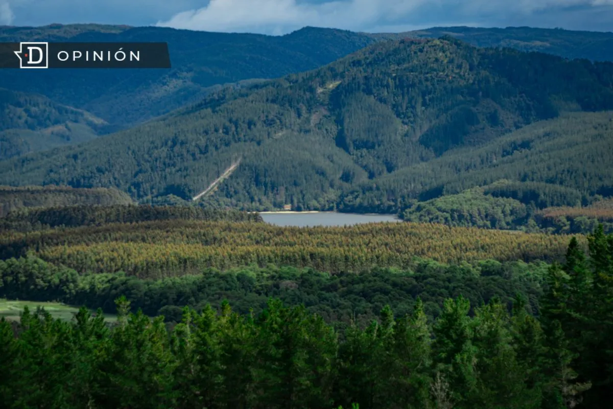 OPINIÓN: Chile necesita un nuevo modelo forestal: un tema de seguridad nacional
