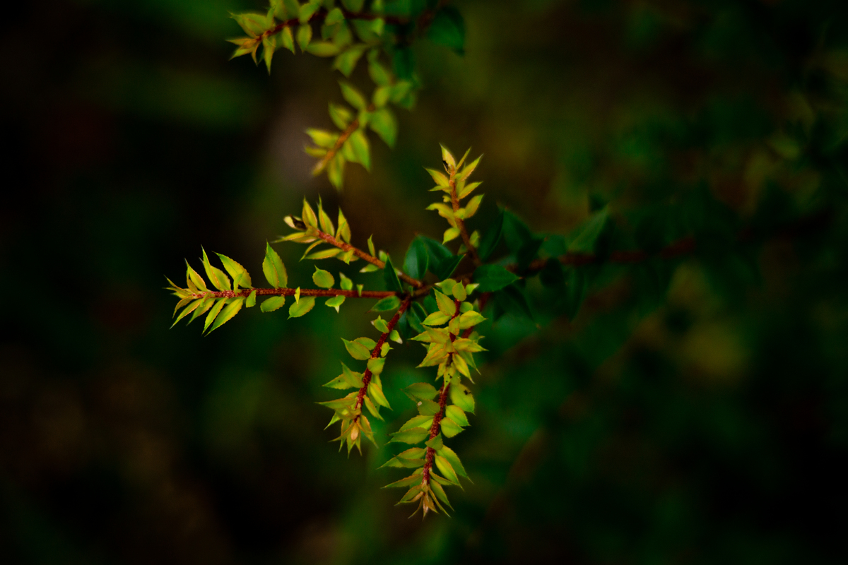ENTREVISTA: A 30 años de la campaña de defensa del bosque. ¿Hay más o menos bosques nativos en Chile?