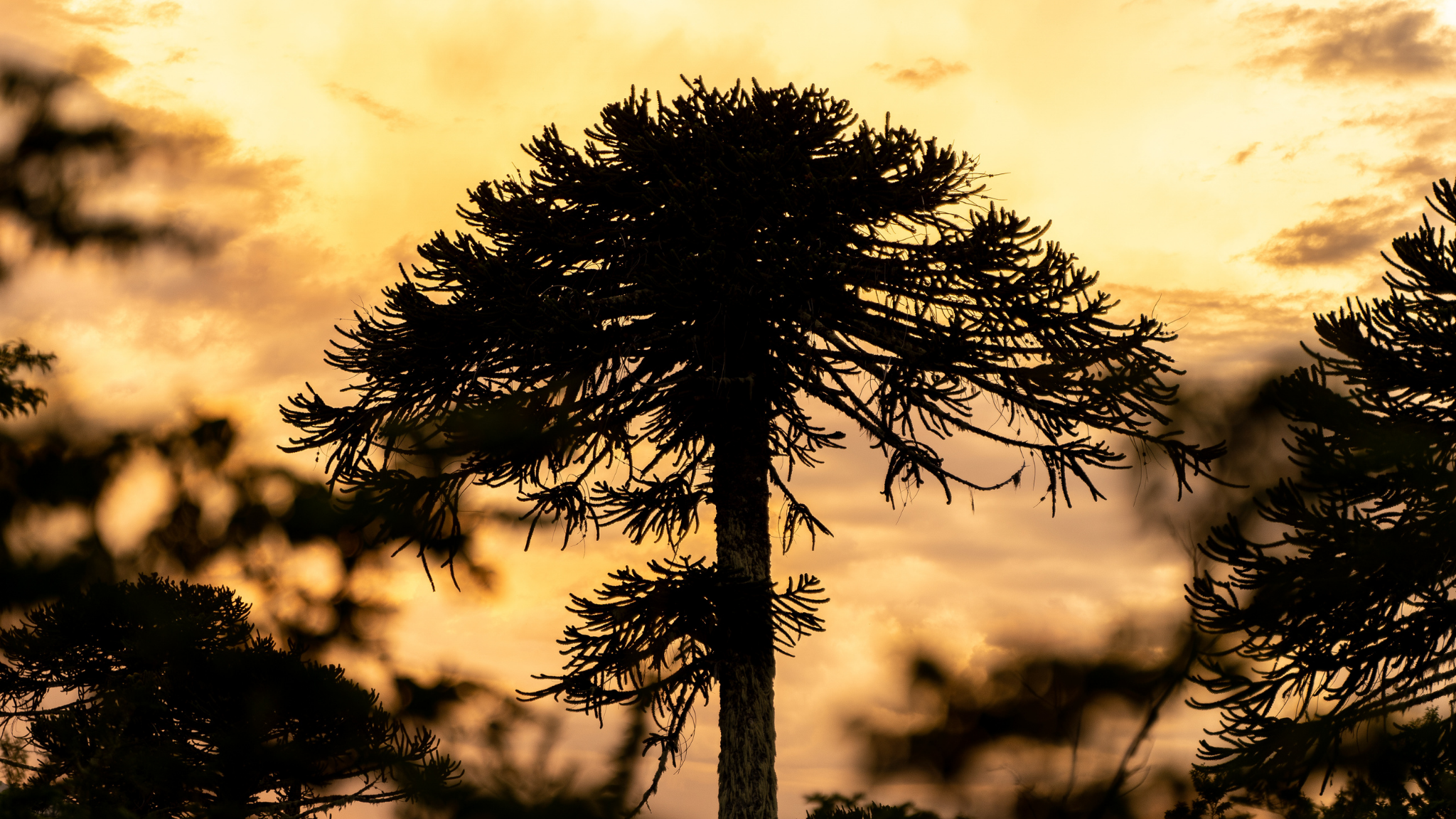 OPINIÓN: Día Mundial del Árbol: la deuda histórica con los ecosistemas nativos de Chile